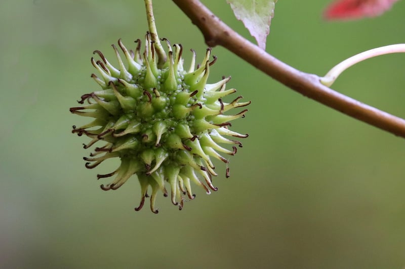 Exotic Fruits